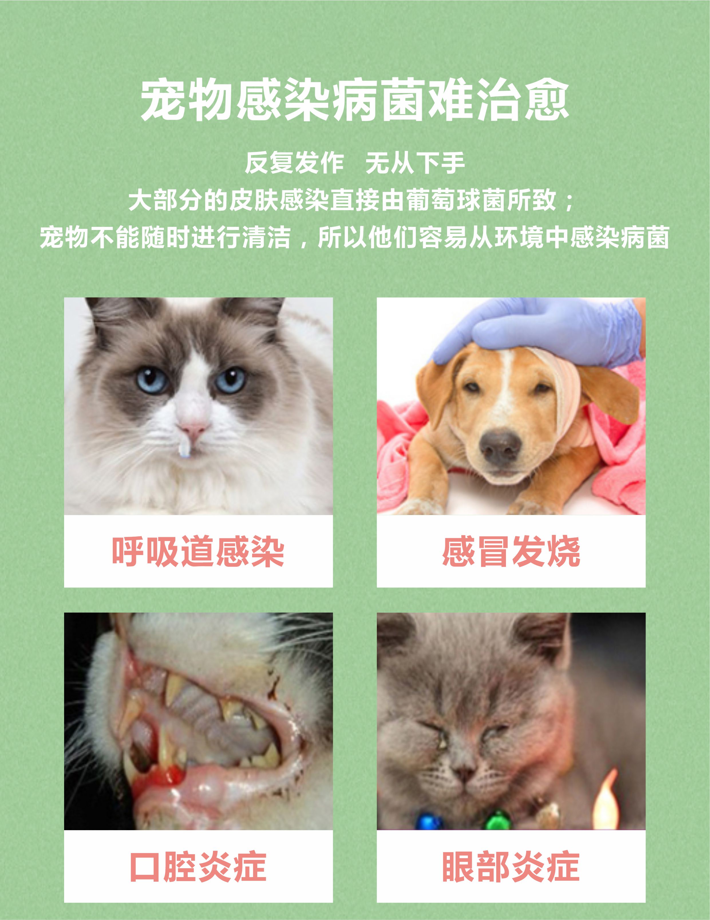 头孢羟氨苄片-2.jpg