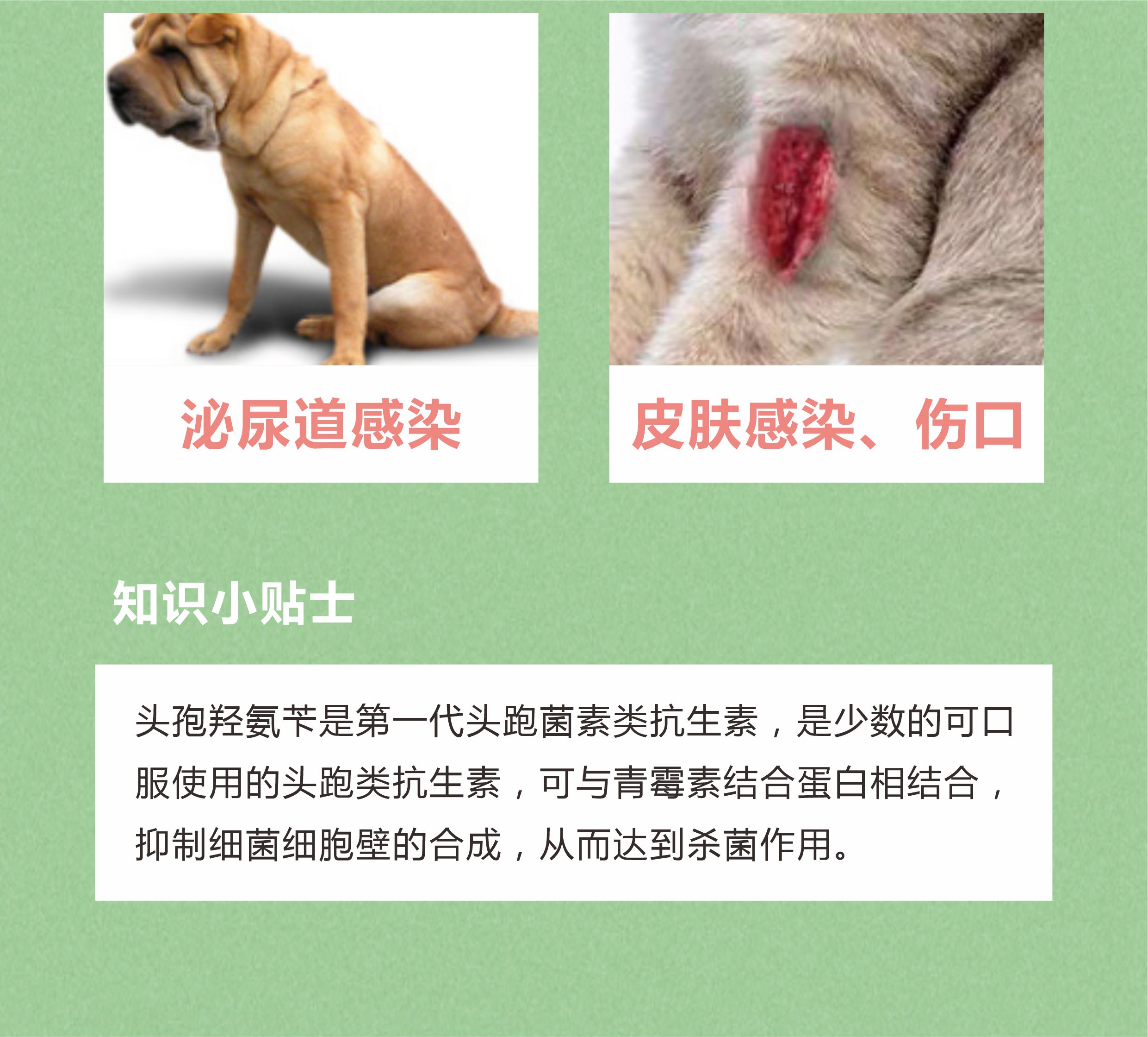 头孢羟氨苄片-3.jpg