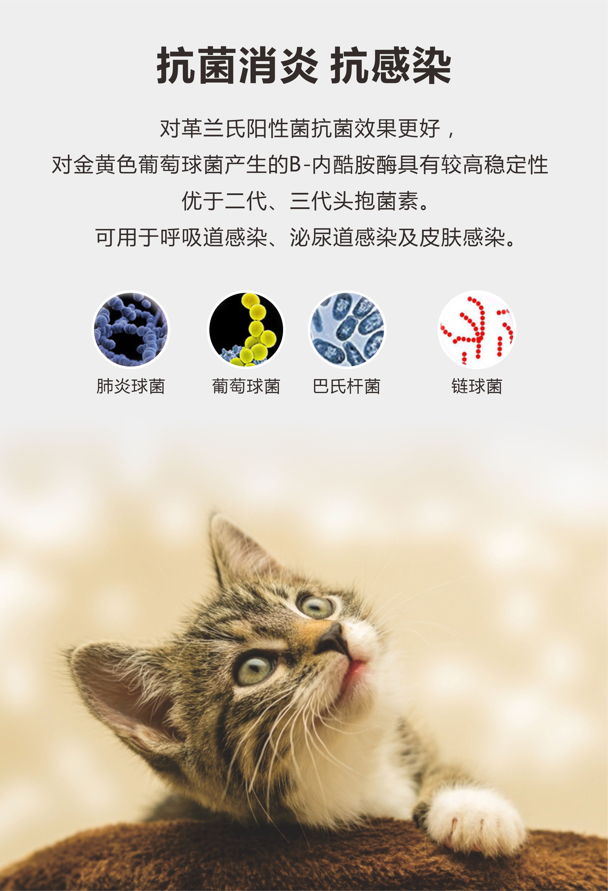 头孢羟氨苄片-6.jpg