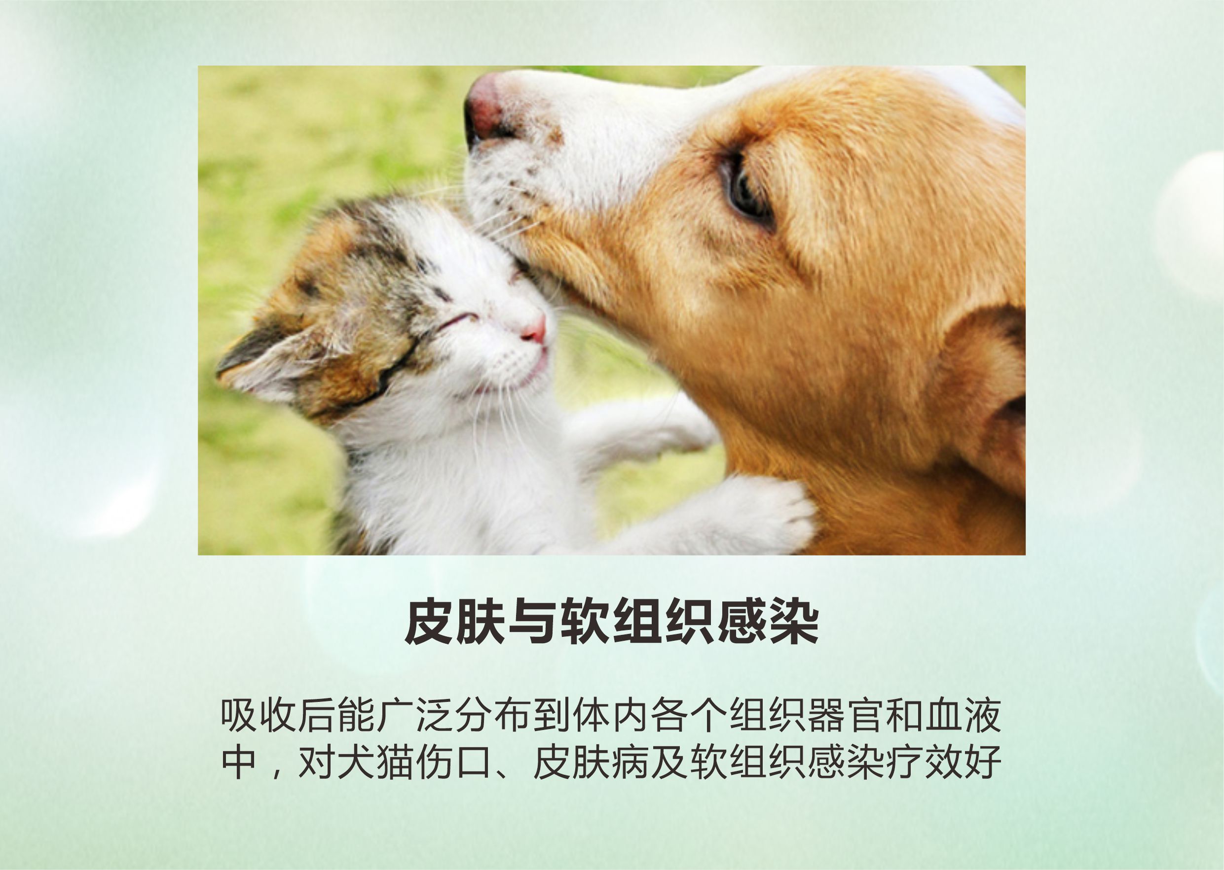 头孢羟氨苄片-10.jpg
