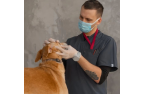 食物过敏“闯关记”：犬猫的欢乐通关指南